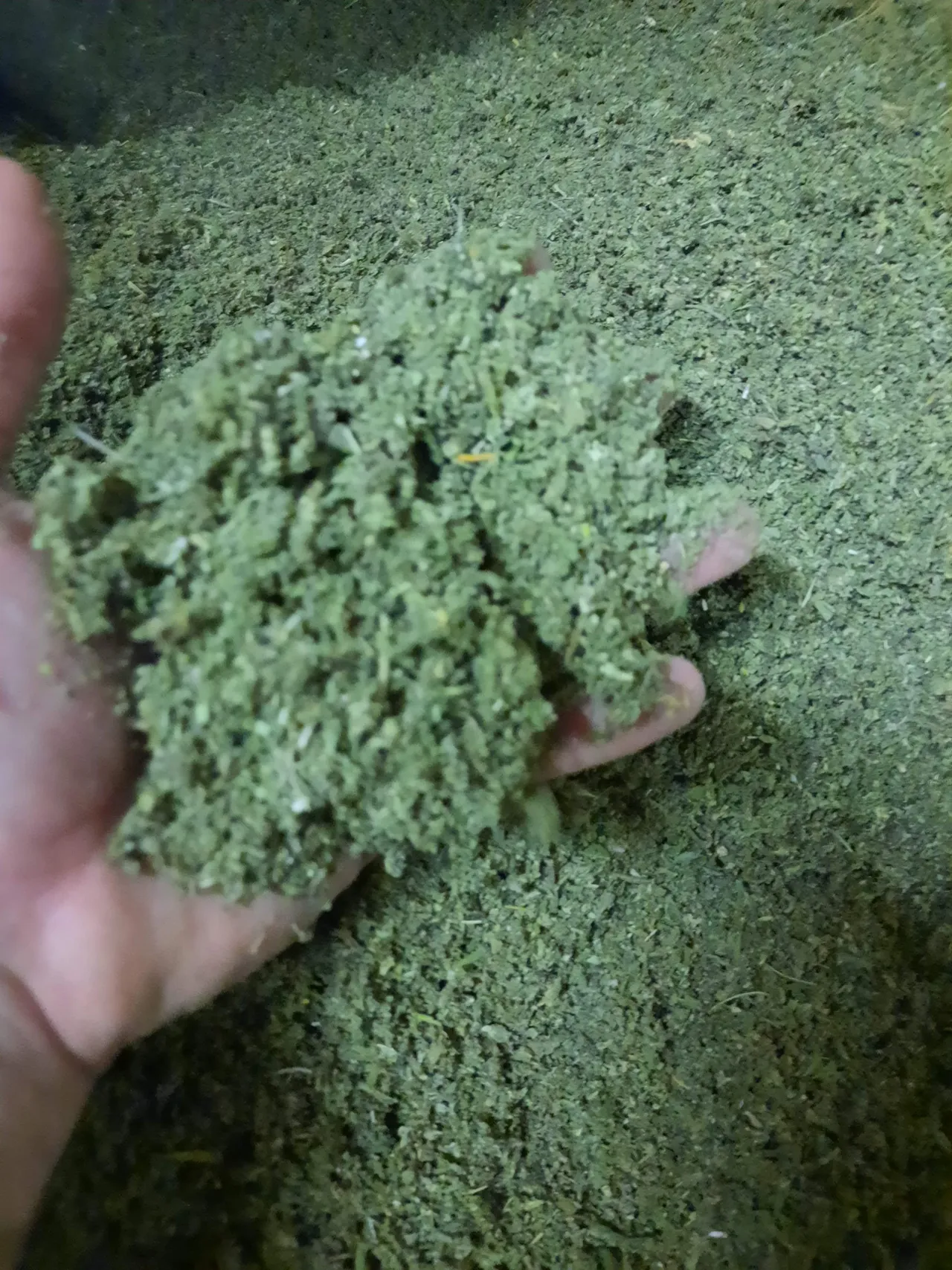 Shredded industrial hemp biomass for CBD extraction