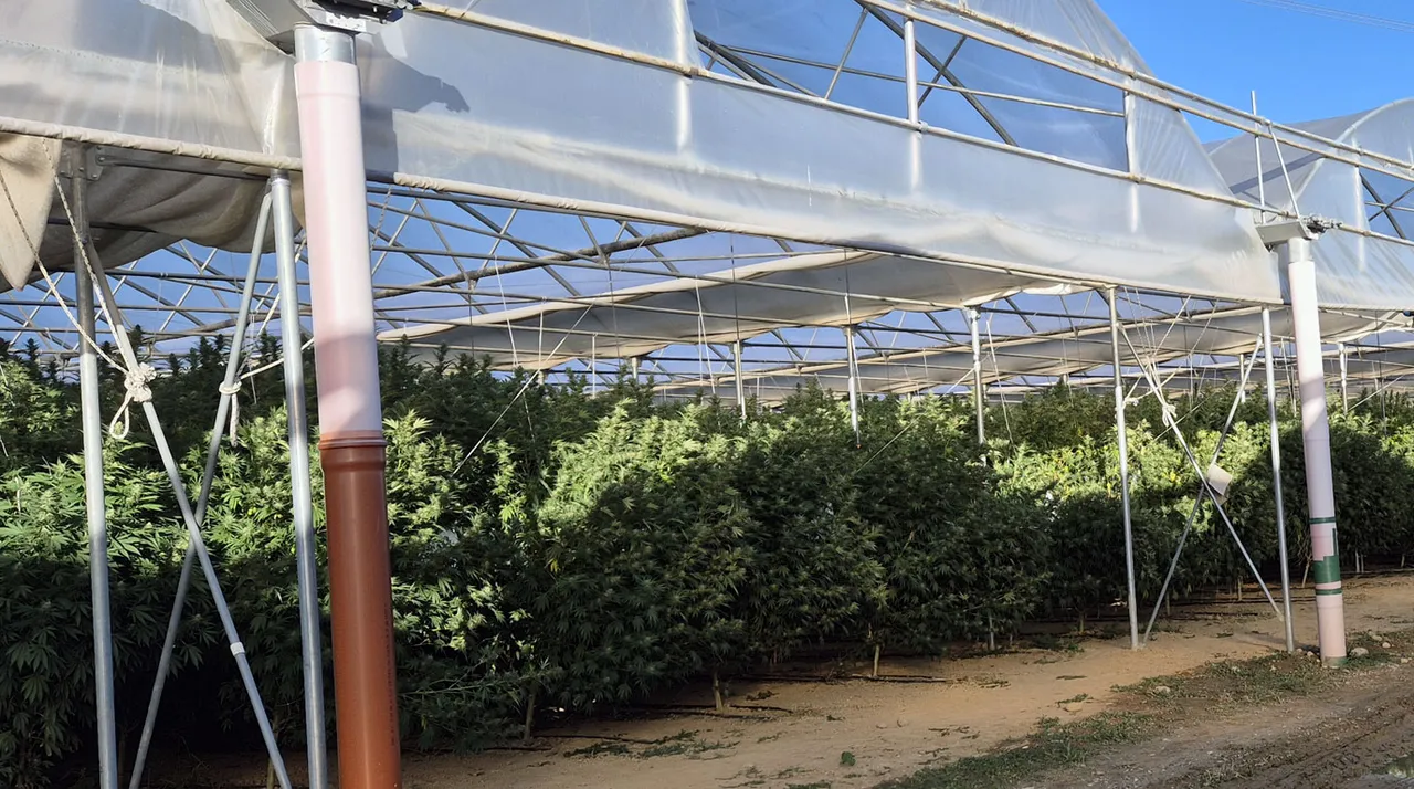 Azienda Agricola con Serre Multi-Campata